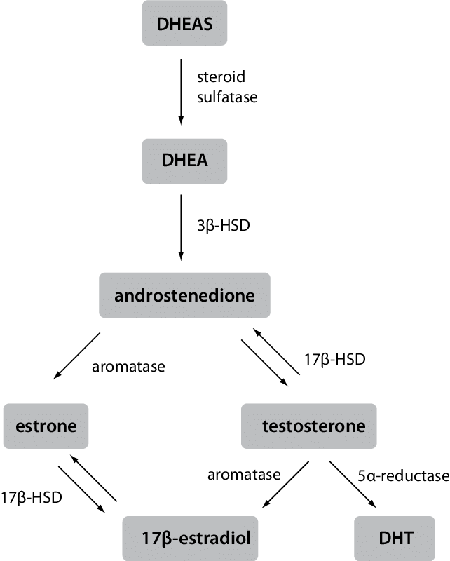 DHEA steroidogenic pathway