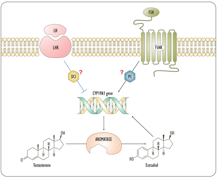 Inositol cellular signaling
