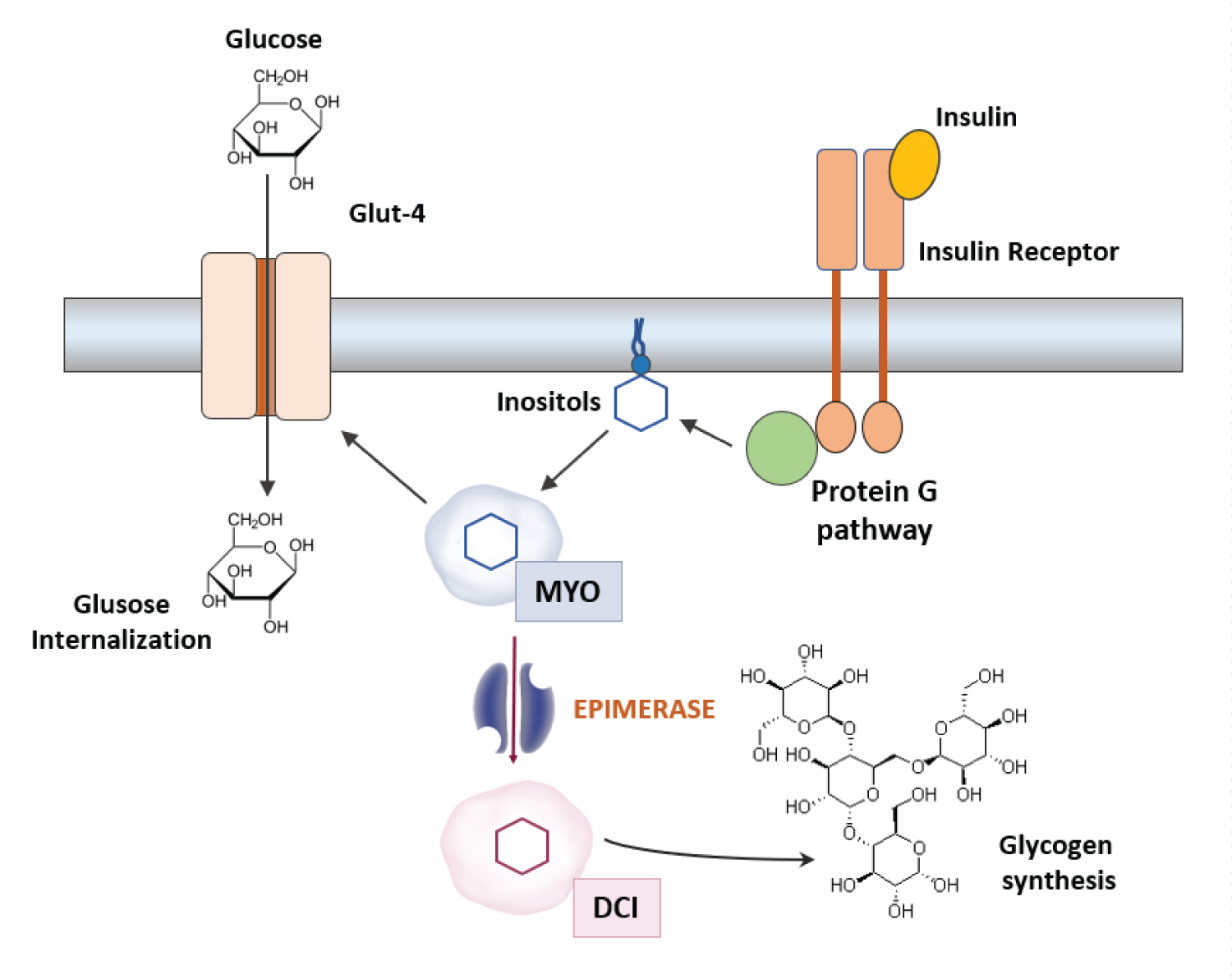 Inositol insulin second-messenger pathway